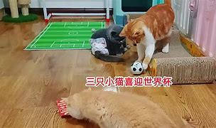 猫咪看欧洲杯会怎么样？